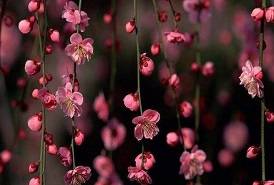 桃花运 美好的爱情与幸福的婚姻都是每个人向往的感情生活。但是缘分之事,真是让人捉摸不透,好像冥冥之中,自有定数。有人新欢旧爱割舍不断,有人一直单身,孤独无人陪伴。