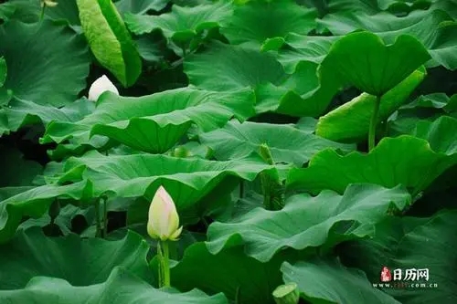 手机靓号知识:数字4其实是个吉利数字