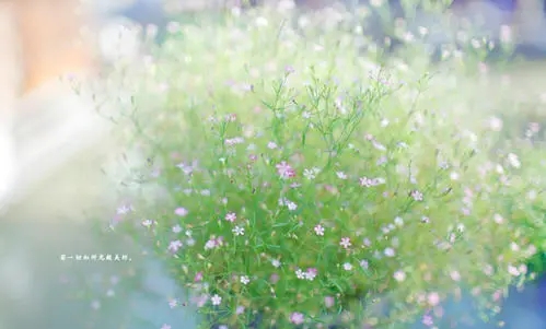 手机顺子号好还是豹子号好