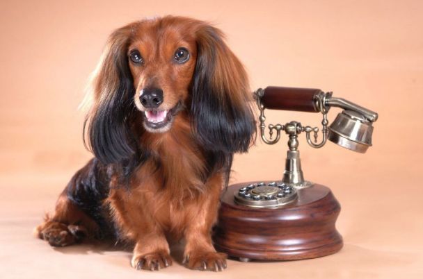 属狗人手机尾号怎么选?选对了兄弟相帮生意昌,身价狂翻好几倍!