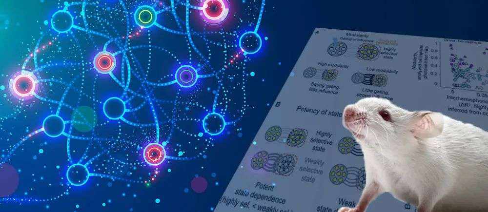 华人科学家Cell文章揭秘:你为什么能对某些人的手机号码过目不忘?