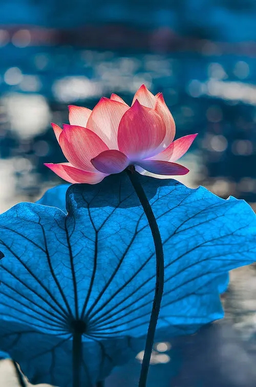 手机号码里能量有多大,你应该还不知道吧!