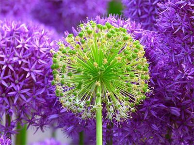 上海电信手机号 上海电信手机号